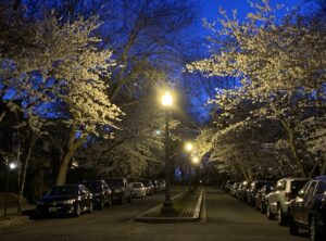 Cherry Blossoms on Surrey Lane